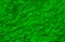 green hairy background or texture