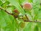 Green hairy sweet peaches on tree