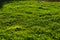 Green half-blurred lawn, grass in the garden, illuminated by sunlight.