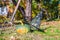 Green Halloween Pumpkins, witches hat and rake