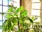 Green Hamedorea palm tree branch with leaves on windowsill in sunny day. A domestic plant. Frame, pattern, copy space on