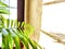 Green Hamedorea palm tree branch with leaves on windowsill in sunny day. A domestic plant. Frame, pattern, copy space on