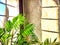 Green Hamedorea palm tree branch with leaves on windowsill in sunny day. A domestic plant. Frame, pattern, copy space on