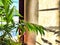 Green Hamedorea palm tree branch with leaves on windowsill in sunny day. A domestic plant. Frame, pattern, copy space on