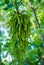 Green hanging cluster of pecan nut catkin