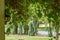 green hanging garden plants and leaves draping in summer