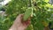 Green hanging rough skin bitter gourd