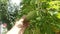 Green hanging rough skin bitter gourd