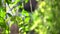 Green hanging wall low angle vertical garden concept