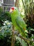 Green happy parrot on a branch