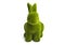 Green hare isolated