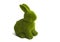 Green hare isolated