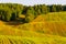 Green harvest fields near mixed forest