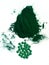 Green hawaiian spirulina in tablespoons pills and powder on light white background