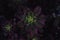 Green Haworth`s aeonium in a pot inside a nursery,