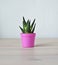 Green haworthia house plant in pink plastic mini pot