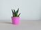 Green haworthia house plant in pink plastic mini pot
