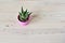Green haworthia house plant in pink plastic mini pot and soil