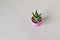 Green haworthia house plant in pink plastic pot