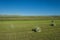 Green Hay Bales on Farm Land