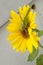 Green hay horse, grasshopper foliage grasshopper on yellow sunflower