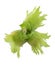 Green hazelnut nuts isolated on white background. Fresh green unripe fruits of common hazel. Corylus avellana.