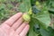 Green hazelnuts in the process of ripening on the bush. Walnut in on a man`s hand