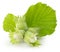 Green hazelnuts on the white background