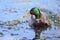 Green head mallard