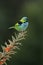 Green-headed tanager, Tangara seledon