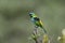 Green-headed tanager, Tangara seledon