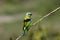 Green-headed tanager, Tangara seledon