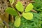 Green heart leaves of hoya tree