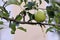 Green heart shaped apple hanging on the branch