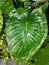 Green heart shaped leaves like from Homalomena plant growing in wild