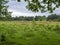 Green heathland habitat at Skipwith Common, North Yorkshire, England