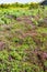 green heathland with heather in Ploumanach site