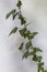 Green Hedera, commonly called ivy plural ivies on a white wall background