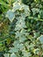 Green Hedera Helix ivy leaves