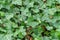 Green hedera ivy ivies plants creating a texture background