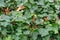 Green hedera ivy ivies plants creating a texture background