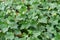 Green hedera ivy ivies plants creating a texture background