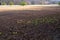 Green hedge apples on the dry brown ground