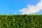 Green hedge with blue sky