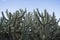 Green hedge - cactuses, cacti, cactus in nature