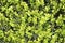 Green hedge close up texture