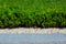 Green hedge of deciduous evergreen bushes.