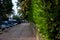 Green hedge fence, that grow around the house use it as a fence between the house and public road, a dense of green leaves from th