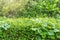 Green hedge fence or Natural green leaf wall with droplets after rain in the morning sunlight on a blurred green natural