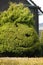 Green hedge formed in the shape of the head in English garden. M